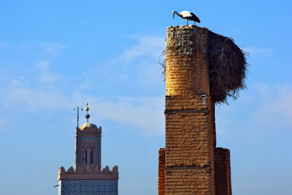 Top 5 des meilleurs palaces pour séjourner à Marrakech