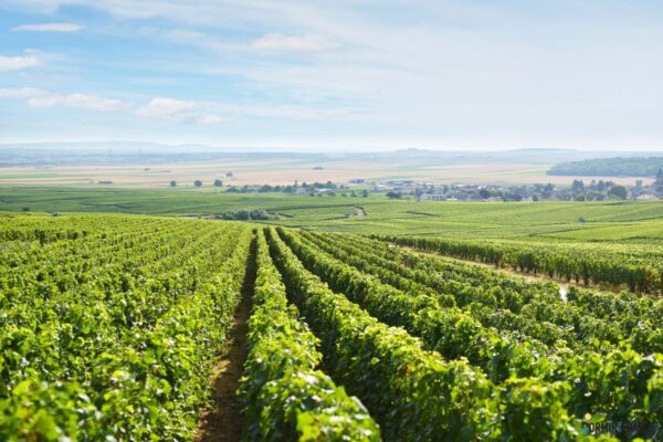Circuits touristiques en Champagne : explorez les trésors de la région !