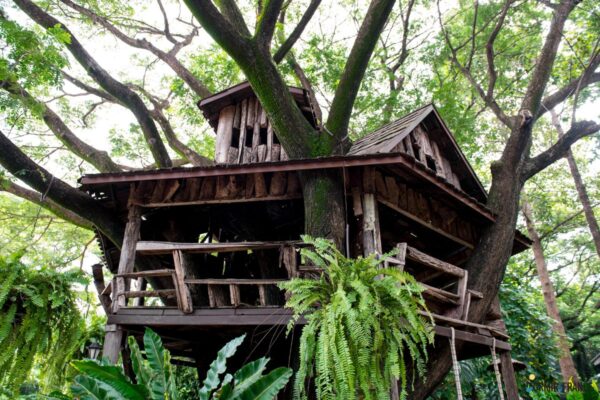 Détente insolite en forêt : vivez des expériences uniques et ressourcez-vous !