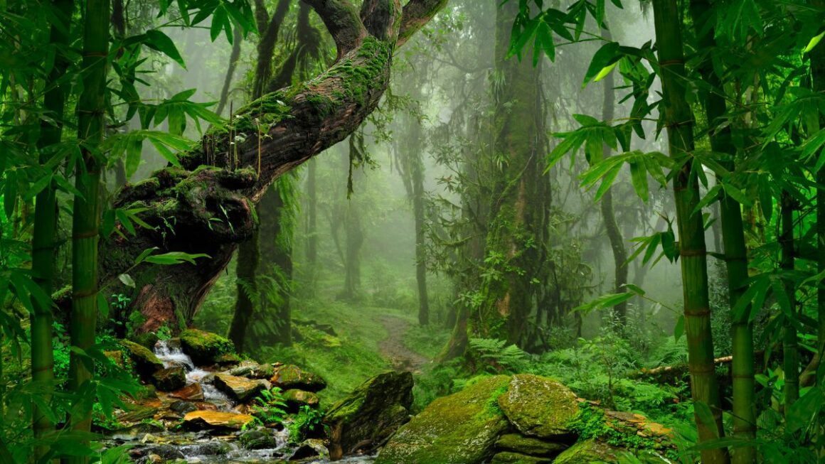 écosystèmes naturels à voir