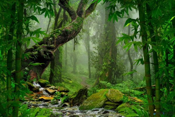Écosystèmes naturels à voir : les joyaux de la biodiversité